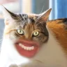 CatCatCat