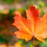 autumnleaves