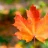 autumnleaves